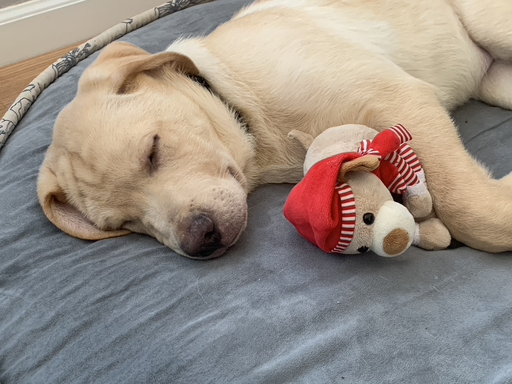 Puppy sleeping with stuffed toy