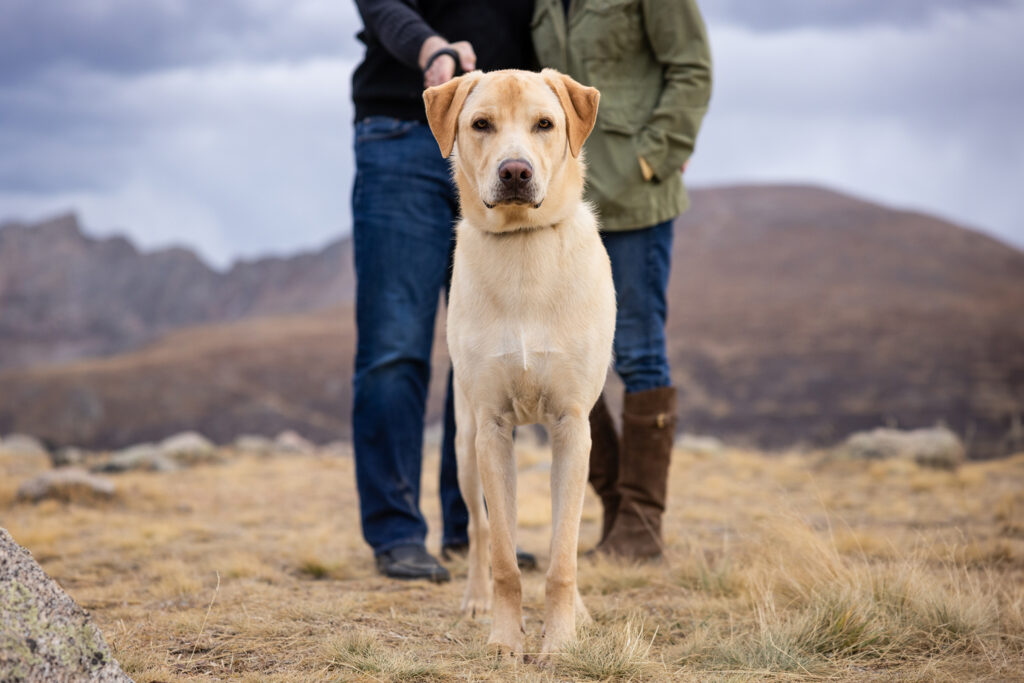 Rescue Dog on Guenella Pass