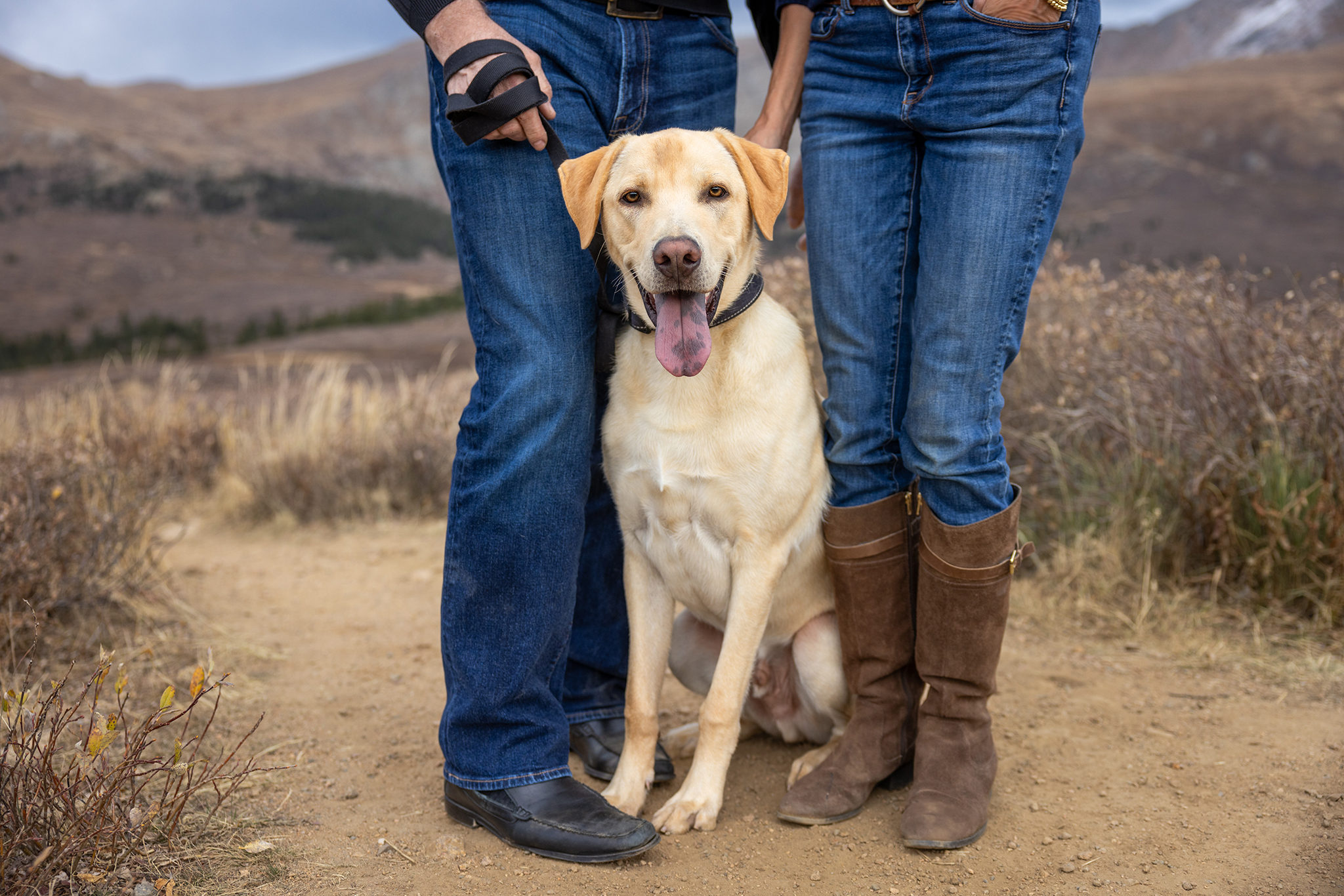 Rescue Dog Standing Between a Man and Woman, Waiting on Dog DNA Test Results