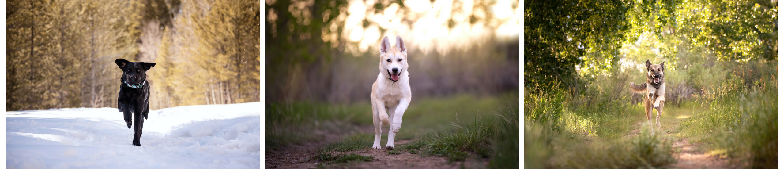 Dogs Running at Camera Gear designed for Dog Photography