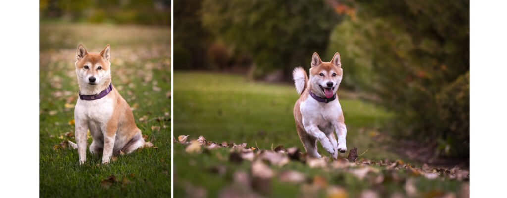 2 pictures of reactive Shitzu dog