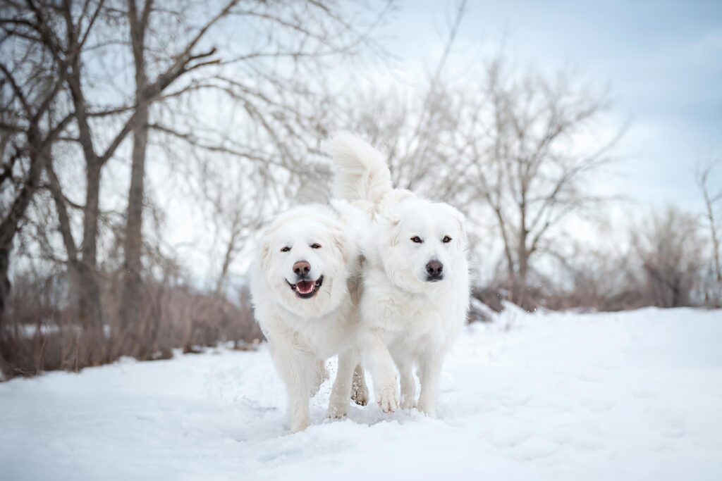 Two Huskies enjoying a snowy afternoon at South Platte Park in Littleton, Colorado