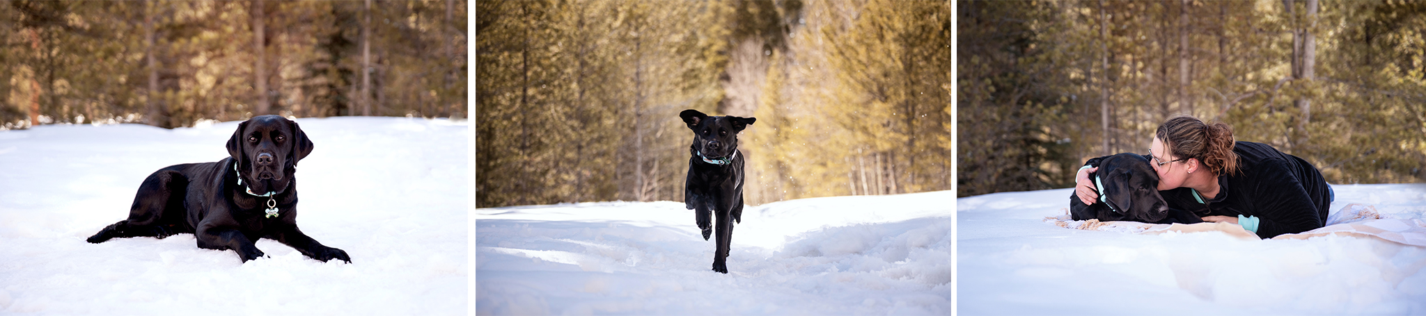 Black Lab at Photography Session in Snow